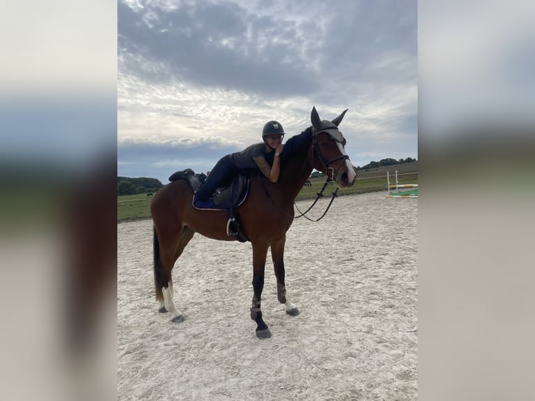 Deutsches Sportpferd Wallach 4 Jahre 165 cm Brauner in Rauschwitz