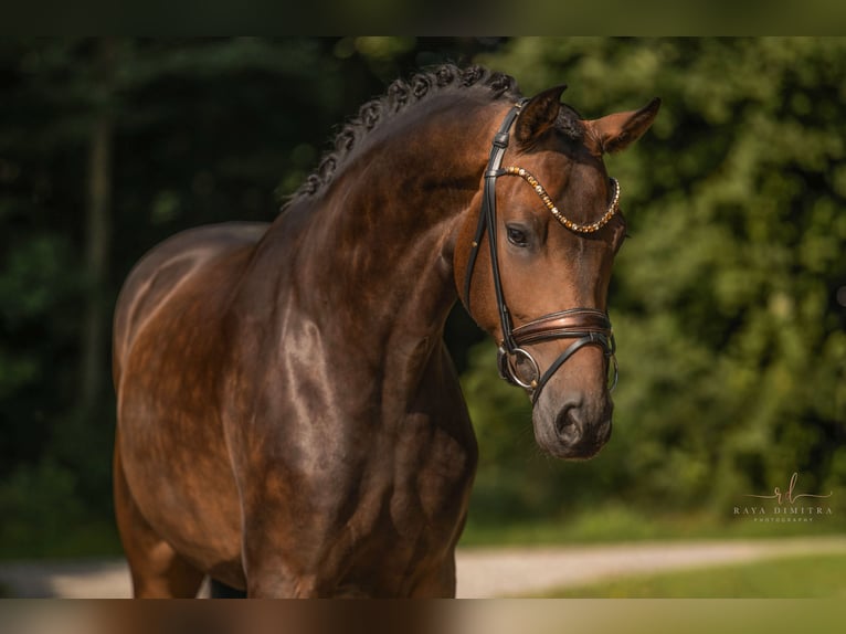 Deutsches Sportpferd Wallach 4 Jahre 165 cm Dunkelbrauner in Wehringen