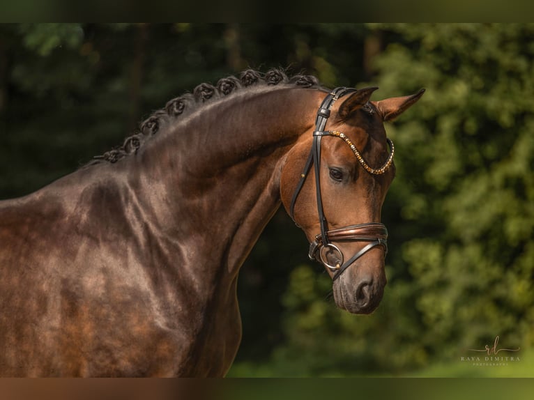 Deutsches Sportpferd Wallach 4 Jahre 165 cm Dunkelbrauner in Wehringen