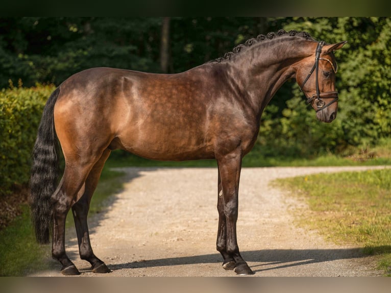 Deutsches Sportpferd Wallach 4 Jahre 165 cm Dunkelbrauner in Wehringen