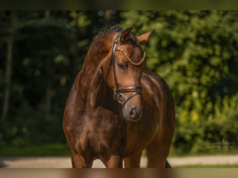 Deutsches Sportpferd Wallach 4 Jahre 165 cm Dunkelbrauner in Wehringen