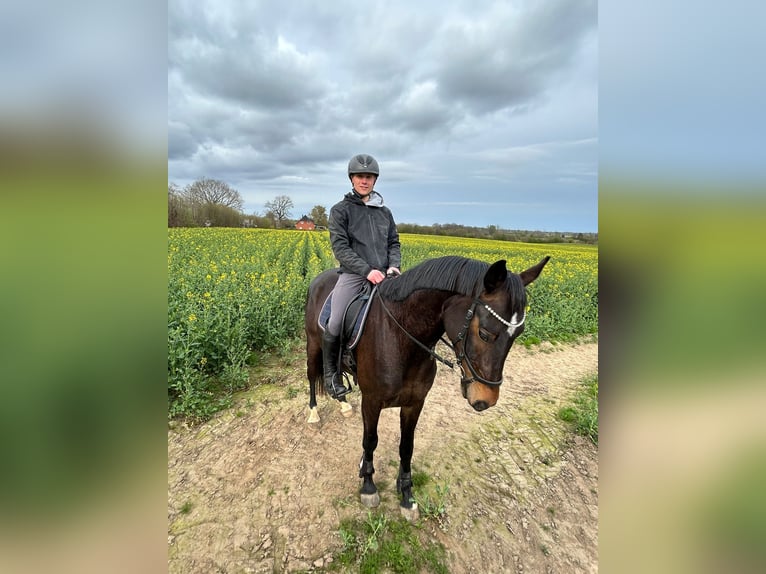 Deutsches Sportpferd Wallach 4 Jahre 165 cm Dunkelbrauner in KielKiel