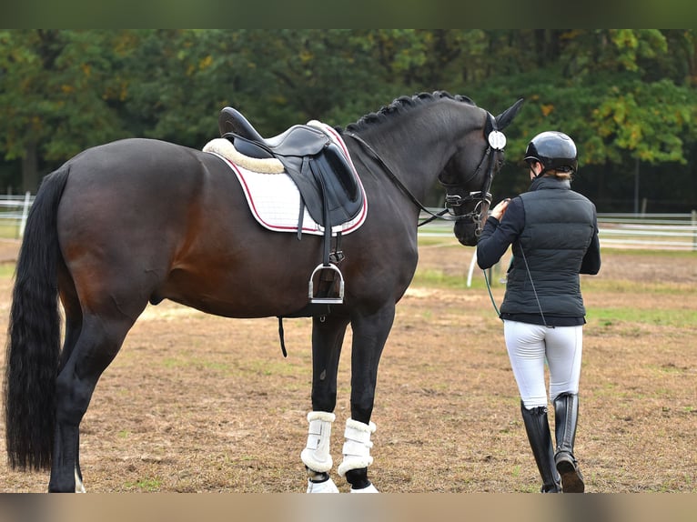 Deutsches Sportpferd Wallach 4 Jahre 165 cm Dunkelbrauner in Kamern
