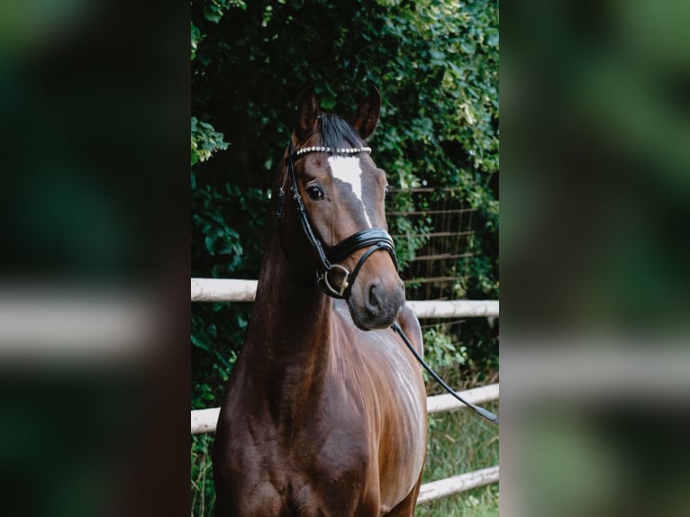 Deutsches Sportpferd Wallach 4 Jahre 165 cm Dunkelbrauner in Porta Westfalica