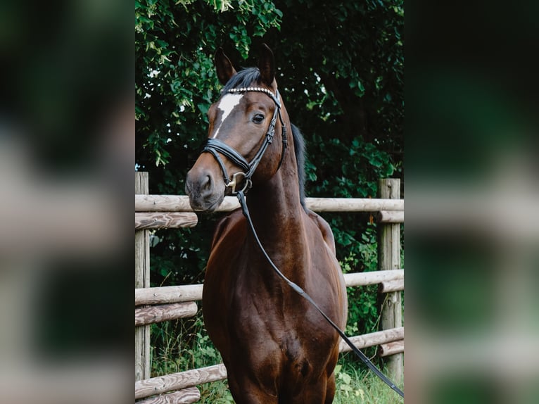 Deutsches Sportpferd Wallach 4 Jahre 165 cm Dunkelbrauner in Porta Westfalica