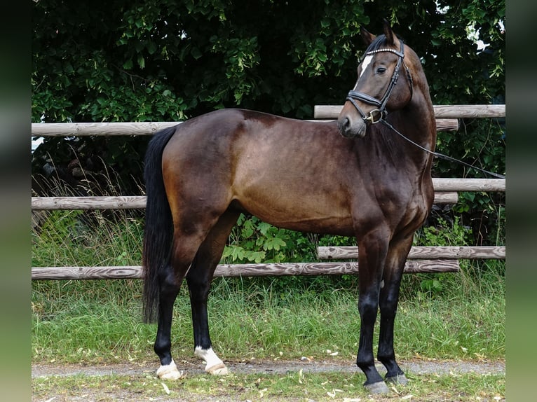 Deutsches Sportpferd Wallach 4 Jahre 165 cm Dunkelbrauner in Porta Westfalica