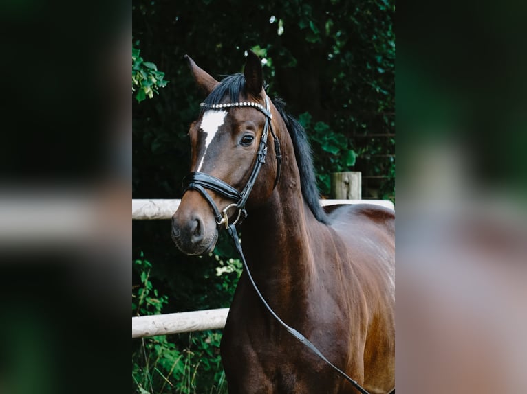 Deutsches Sportpferd Wallach 4 Jahre 165 cm Dunkelbrauner in Porta Westfalica