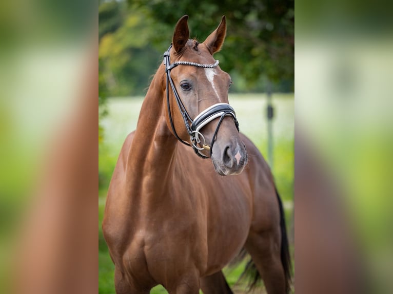 Deutsches Sportpferd Wallach 4 Jahre 165 cm Dunkelfuchs in Karlsfeld