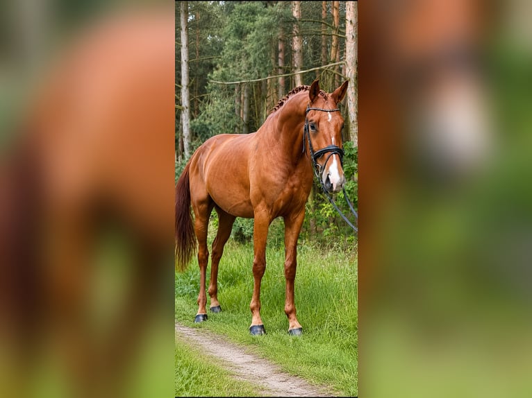Deutsches Sportpferd Wallach 4 Jahre 165 cm Dunkelfuchs in KathendorfRätzlingen