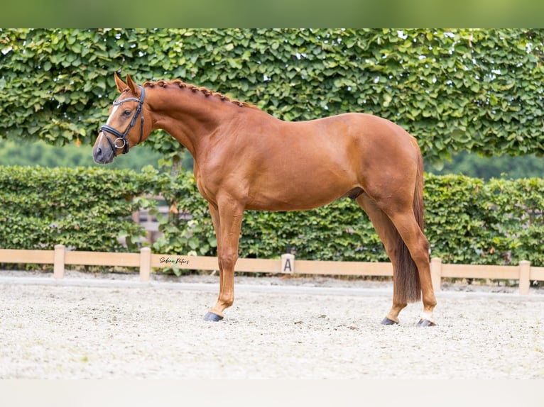 Deutsches Sportpferd Wallach 4 Jahre 165 cm Fuchs in Goch