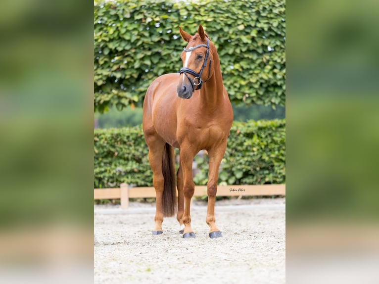 Deutsches Sportpferd Wallach 4 Jahre 165 cm Fuchs in Goch