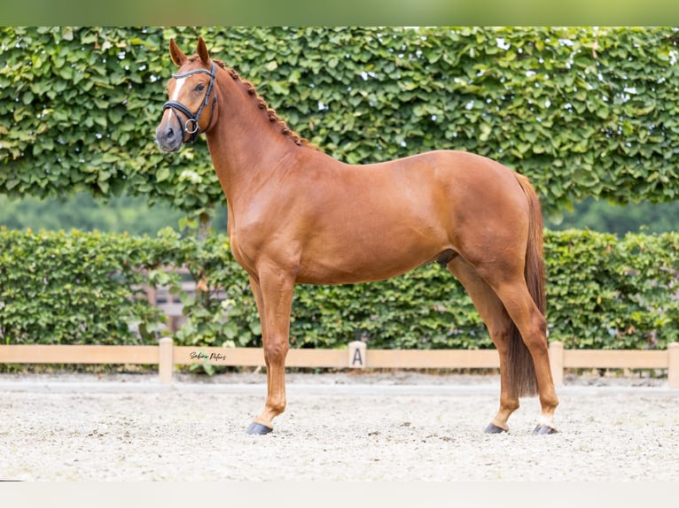 Deutsches Sportpferd Wallach 4 Jahre 165 cm Fuchs in Goch