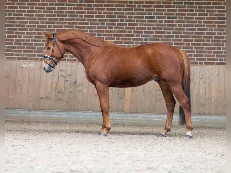 Deutsches Sportpferd Wallach 4 Jahre 165 cm Fuchs in Goch