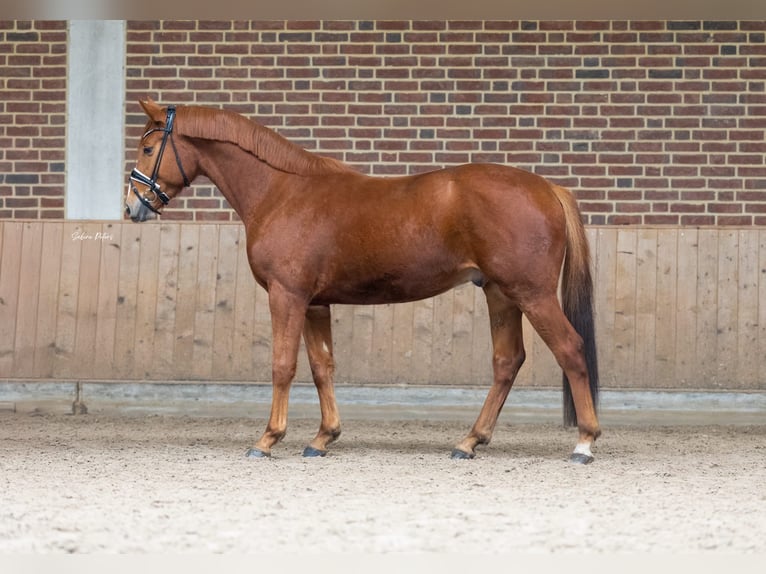 Deutsches Sportpferd Wallach 4 Jahre 165 cm Fuchs in Goch