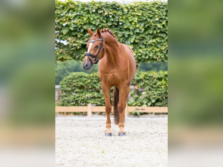Deutsches Sportpferd Wallach 4 Jahre 165 cm Fuchs in Goch