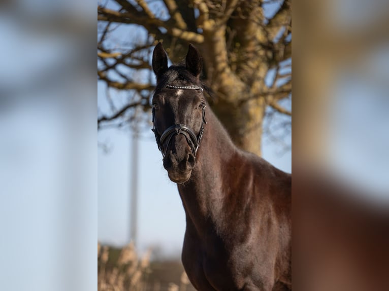 Deutsches Sportpferd Wallach 4 Jahre 165 cm Rappe in Wulkow