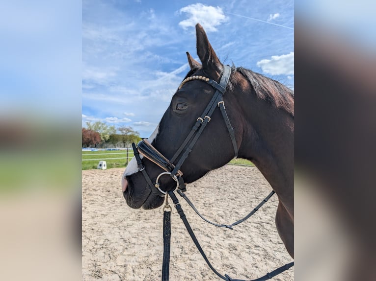 Deutsches Sportpferd Wallach 4 Jahre 165 cm Rappe in Einhausen