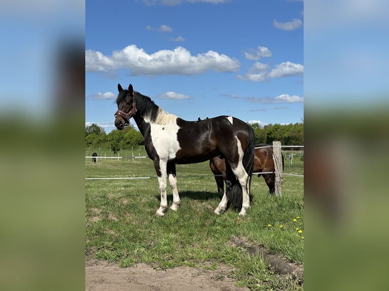 Deutsches Sportpferd Mix Wallach 4 Jahre 165 cm Schecke in SchubyL&#xFC;rschau