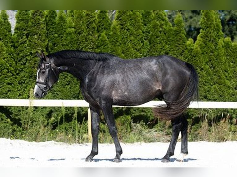 Deutsches Sportpferd Wallach 4 Jahre 165 cm Schimmel in Kolkwitz