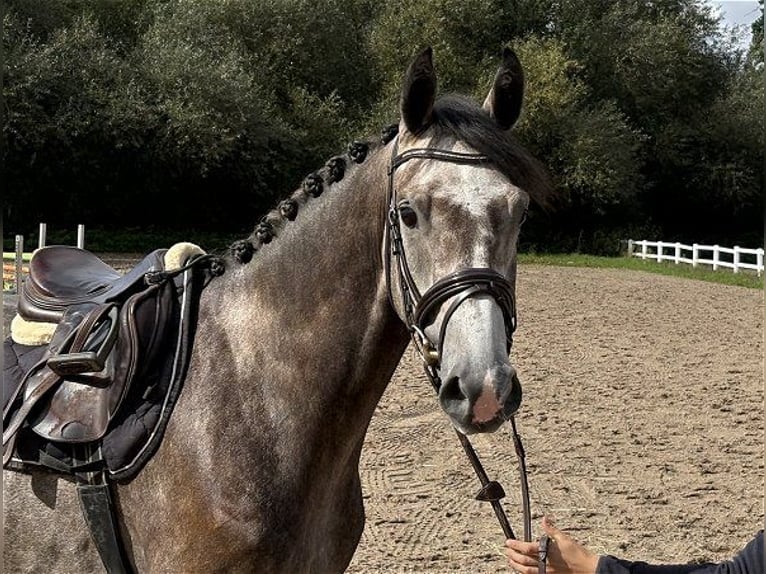 Deutsches Sportpferd Wallach 4 Jahre 165 cm Schimmel in Verden (Aller)