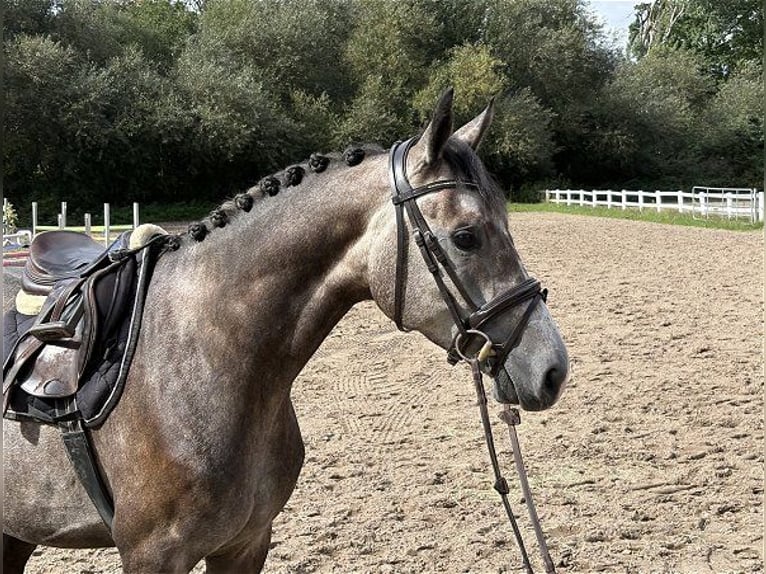 Deutsches Sportpferd Wallach 4 Jahre 165 cm Schimmel in Verden (Aller)