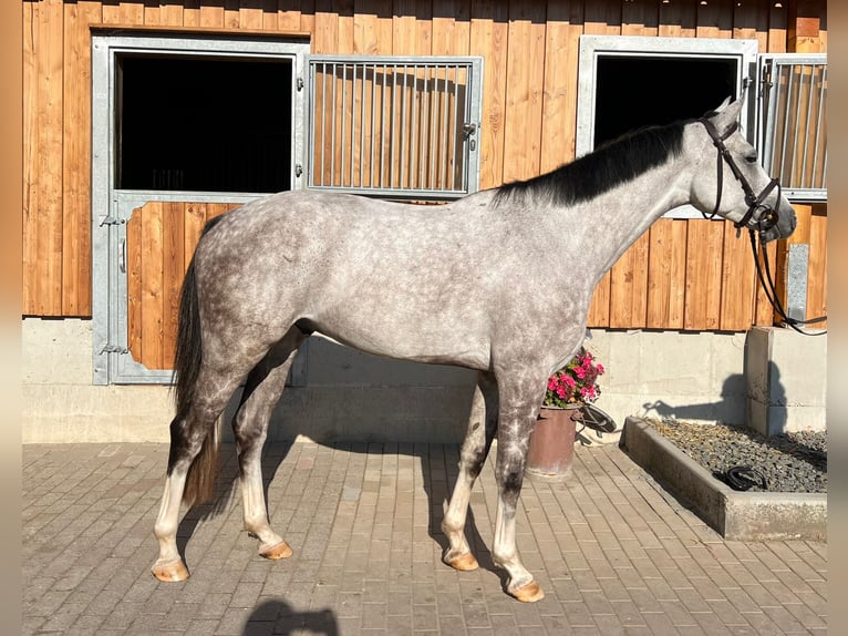 Deutsches Sportpferd Wallach 4 Jahre 165 cm in Kirkel