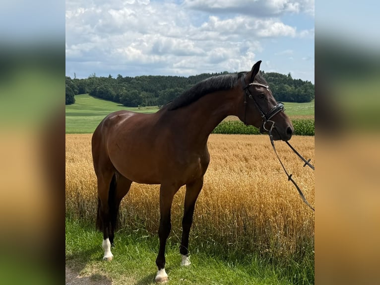 Deutsches Sportpferd Wallach 4 Jahre 166 cm Brauner in Traunstein