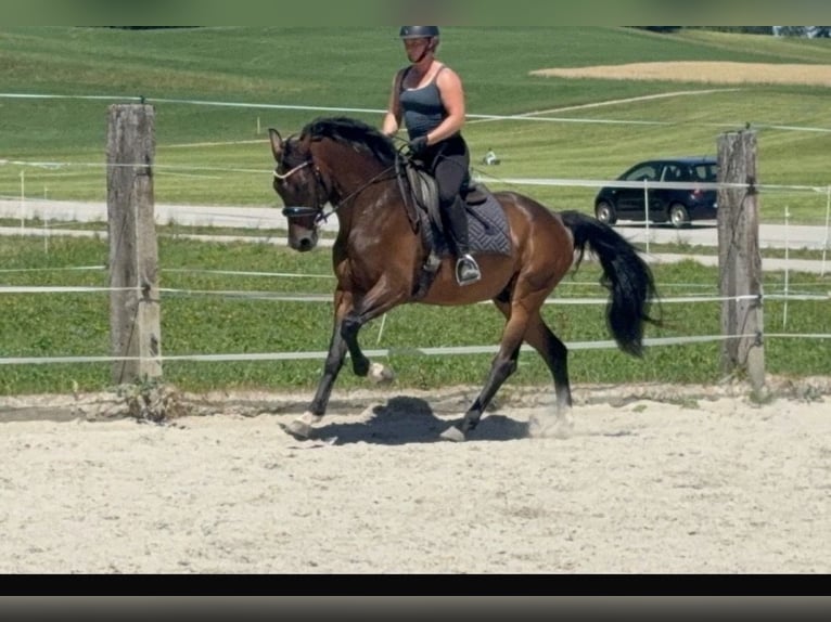 Deutsches Sportpferd Wallach 4 Jahre 166 cm Brauner in Traunstein