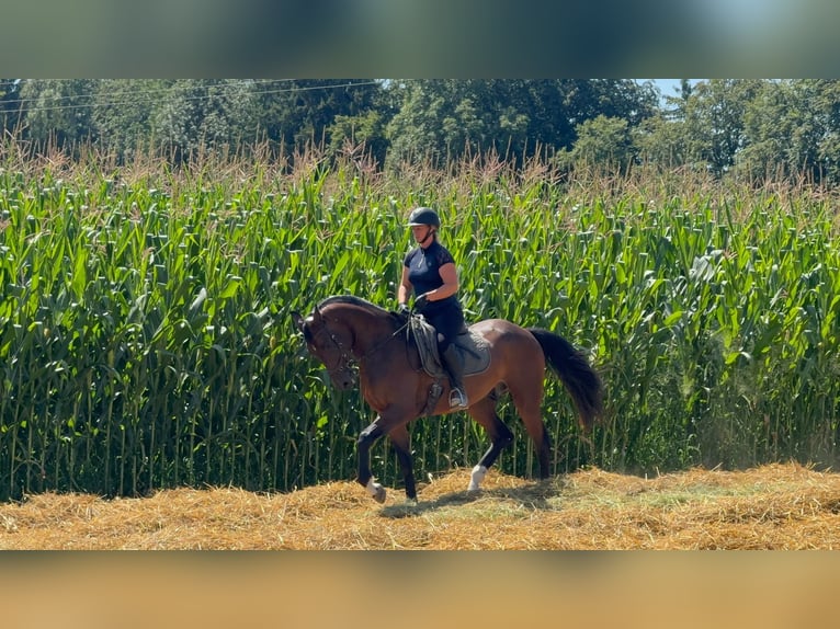 Deutsches Sportpferd Wallach 4 Jahre 166 cm Brauner in Traunstein