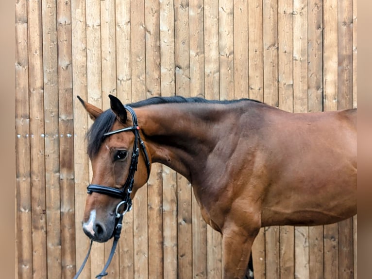 Deutsches Sportpferd Wallach 4 Jahre 166 cm Brauner in Altenberge