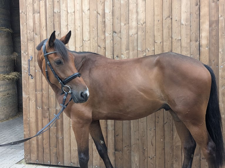 Deutsches Sportpferd Wallach 4 Jahre 166 cm Brauner in Altenberge