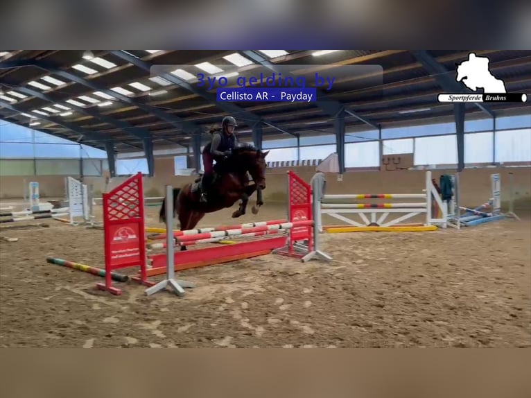 Deutsches Sportpferd Wallach 4 Jahre 166 cm Brauner in Gadow