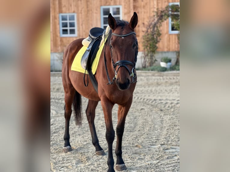 Deutsches Sportpferd Wallach 4 Jahre 166 cm Brauner in Passail