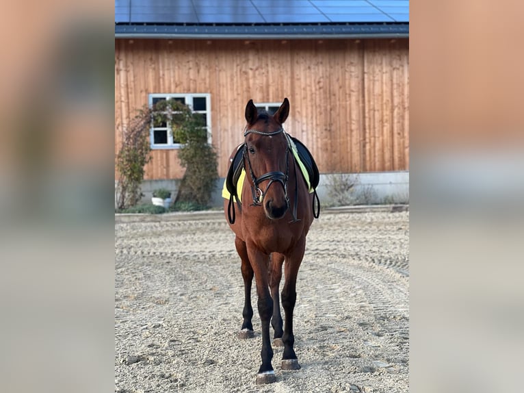 Deutsches Sportpferd Wallach 4 Jahre 166 cm Brauner in Passail