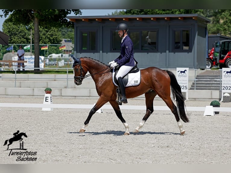 Deutsches Sportpferd Wallach 4 Jahre 166 cm Dunkelbrauner in Liebsch&#xFC;tzberg
