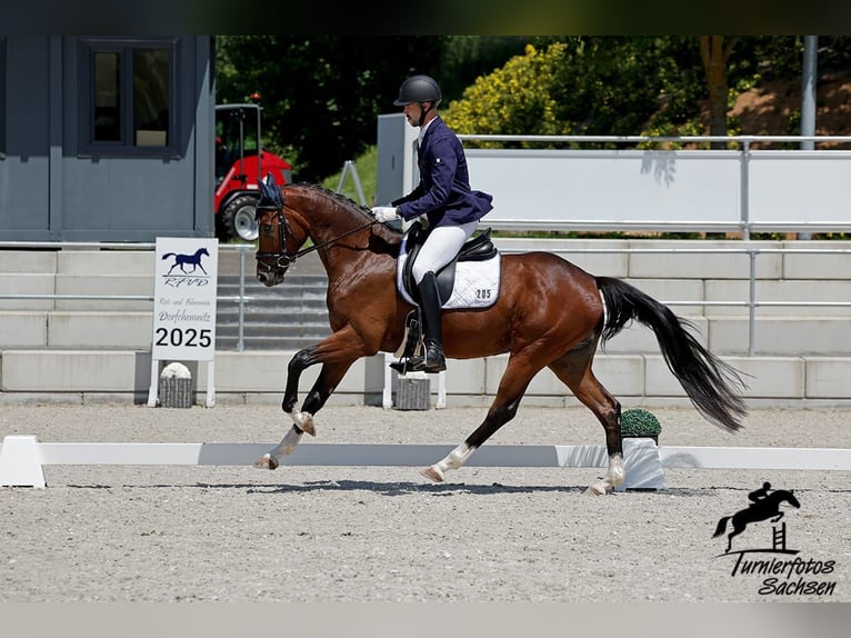 Deutsches Sportpferd Wallach 4 Jahre 166 cm Dunkelbrauner in Liebsch&#xFC;tzberg