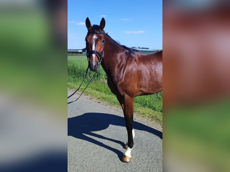 Deutsches Sportpferd Wallach 4 Jahre 166 cm Dunkelbrauner in Liebsch&#xFC;tzberg