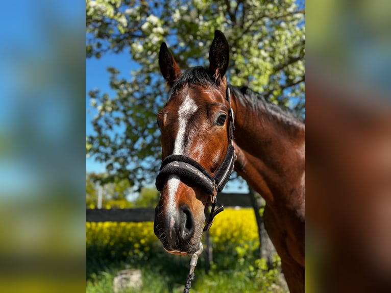Deutsches Sportpferd Wallach 4 Jahre 166 cm Dunkelbrauner in Liebschützberg