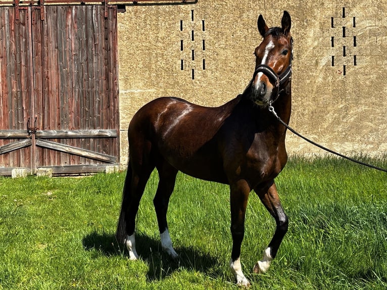 Deutsches Sportpferd Wallach 4 Jahre 166 cm Dunkelbrauner in Liebschützberg