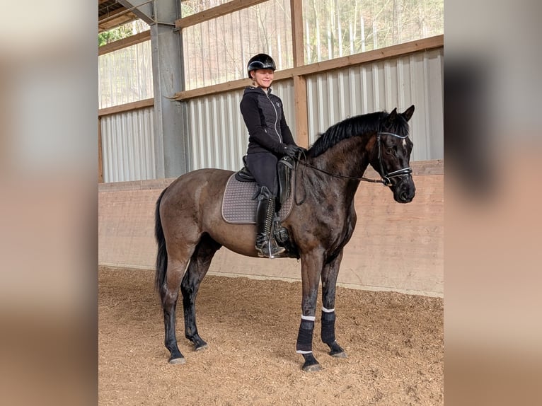 Deutsches Sportpferd Wallach 4 Jahre 166 cm Rappe in Plech