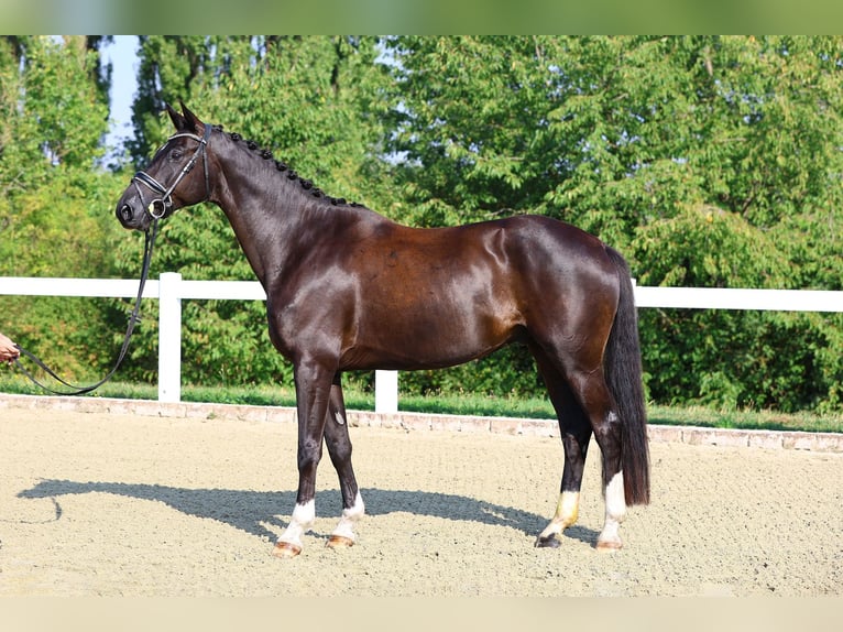 Deutsches Sportpferd Wallach 4 Jahre 166 cm Rappe in Gomadingen