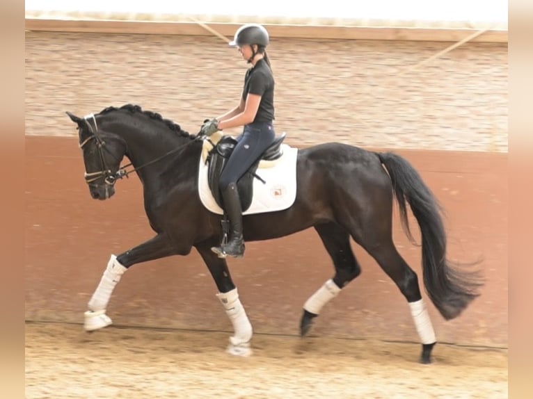 Deutsches Sportpferd Wallach 4 Jahre 166 cm Rappe in Wehringen