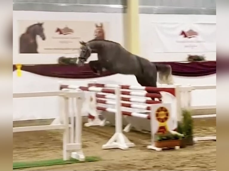 Deutsches Sportpferd Wallach 4 Jahre 166 cm Schimmel in Verl