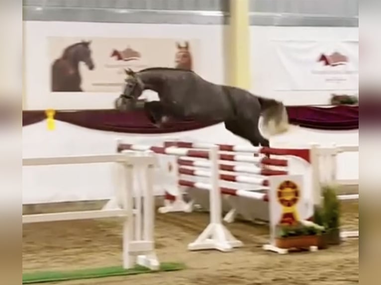 Deutsches Sportpferd Wallach 4 Jahre 166 cm Schimmel in Verl