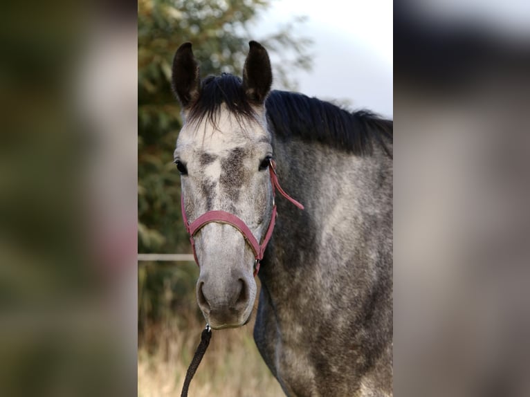 Deutsches Sportpferd Wallach 4 Jahre 167 cm Apfelschimmel in Malschwitz