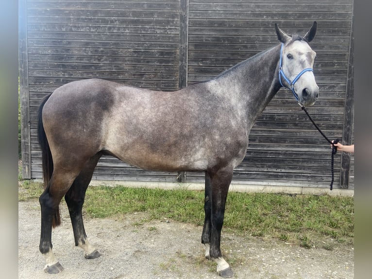 Deutsches Sportpferd Wallach 4 Jahre 167 cm Apfelschimmel in Malschwitz