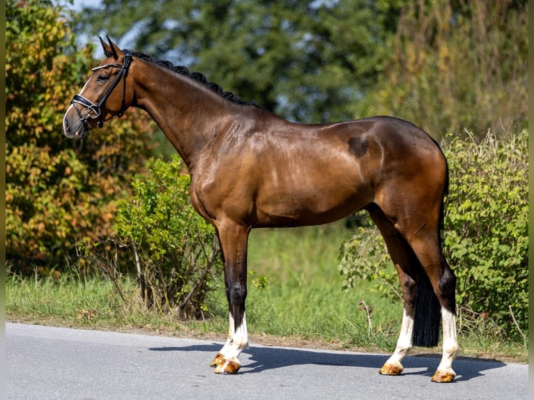 Deutsches Sportpferd Wallach 4 Jahre 167 cm Brauner in Rosenheim