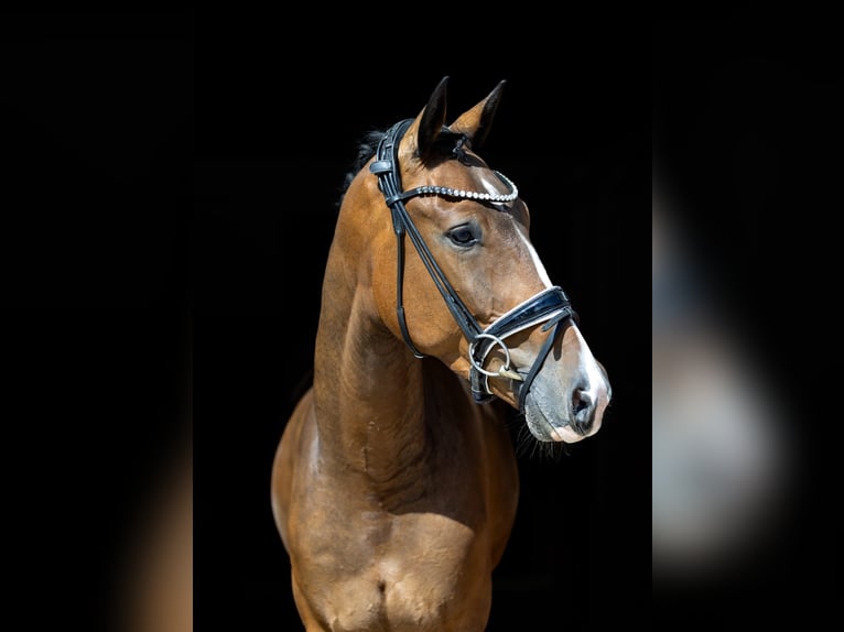 Deutsches Sportpferd Wallach 4 Jahre 167 cm Brauner in Rosenheim