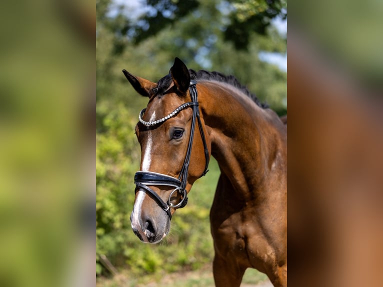 Deutsches Sportpferd Wallach 4 Jahre 167 cm Brauner in Rosenheim
