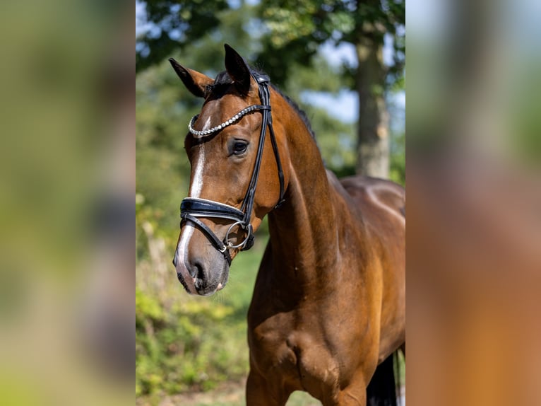 Deutsches Sportpferd Wallach 4 Jahre 167 cm Brauner in Rosenheim